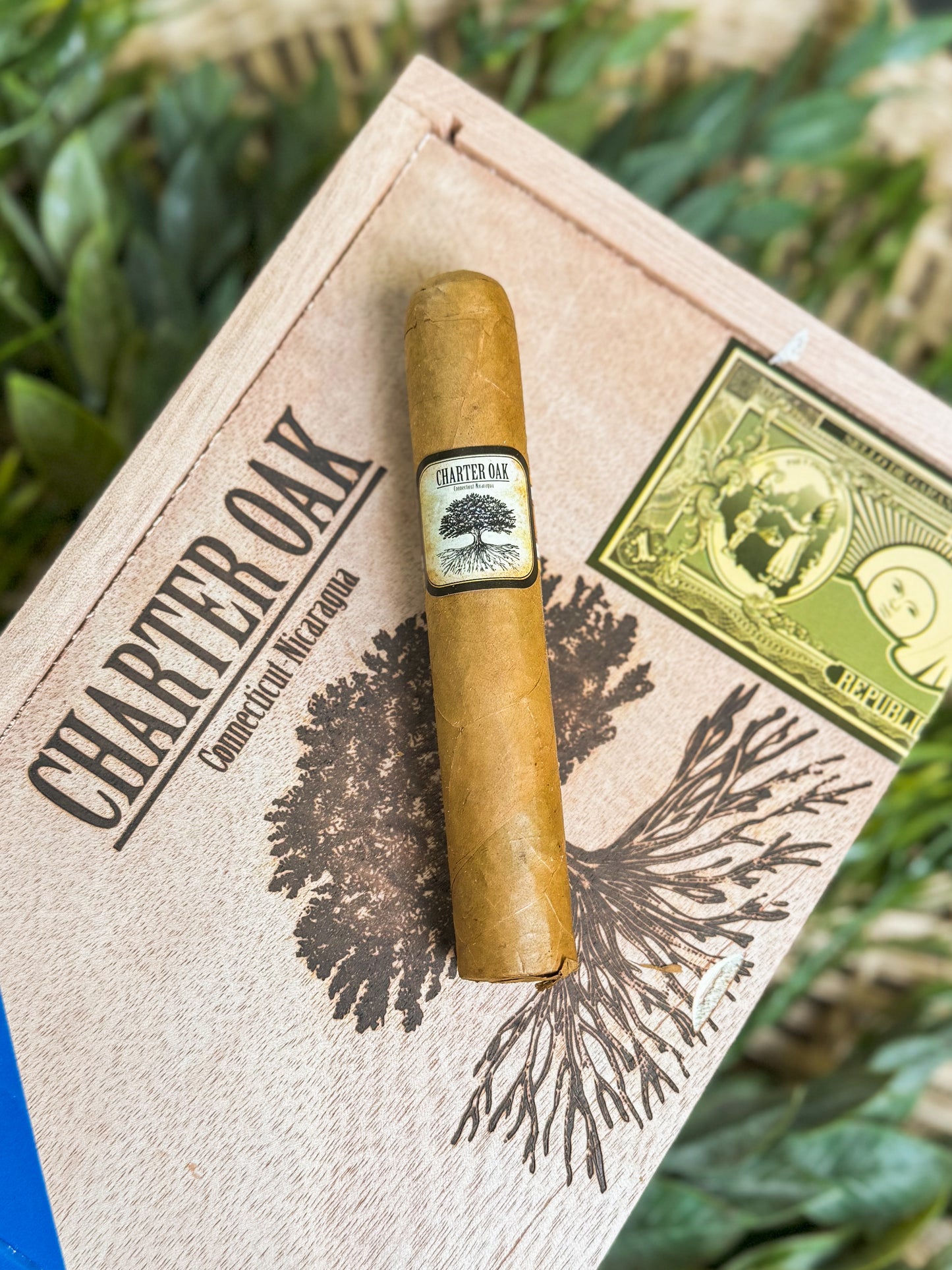 Charter Oak Shade