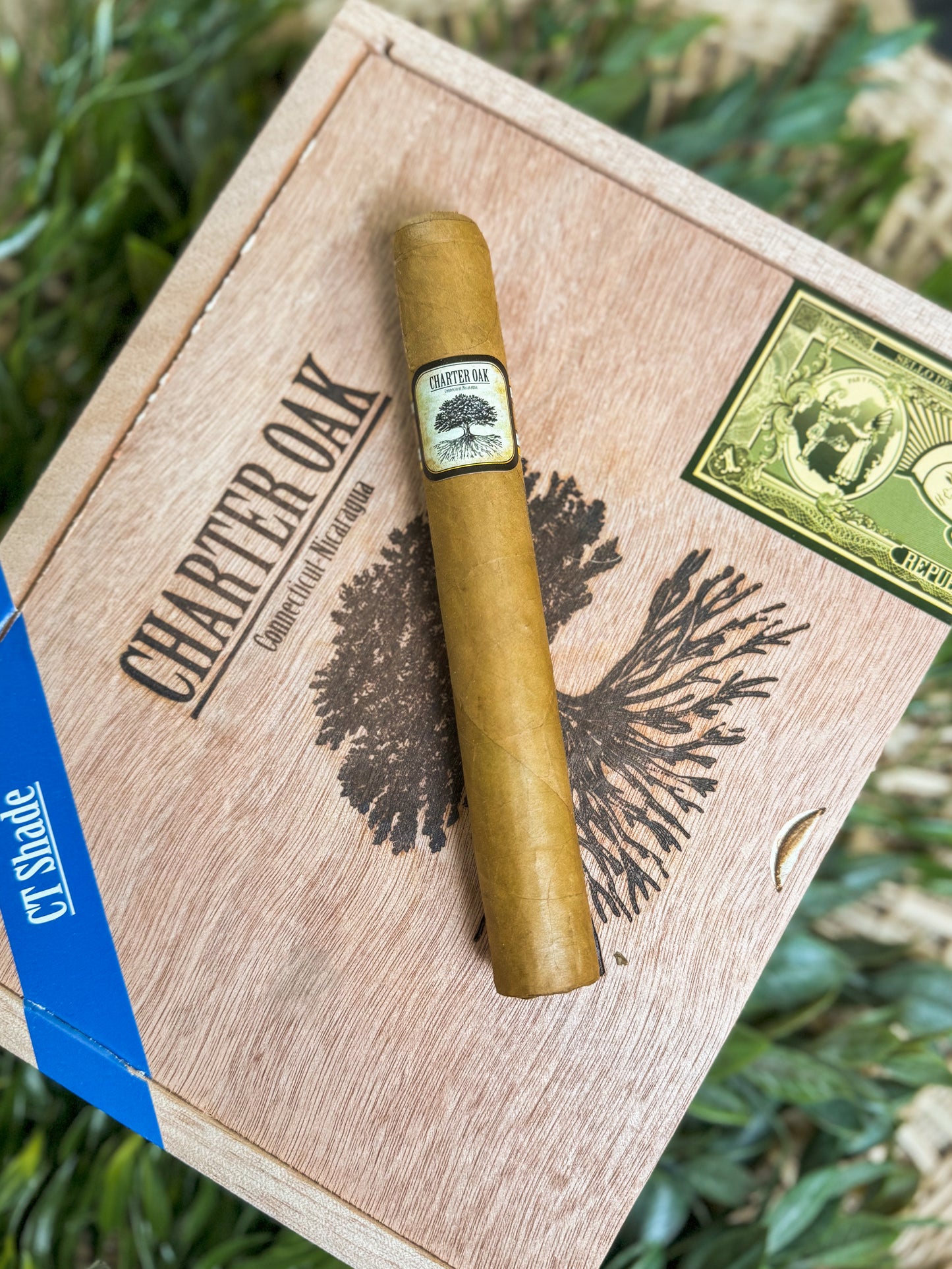 Charter Oak Shade