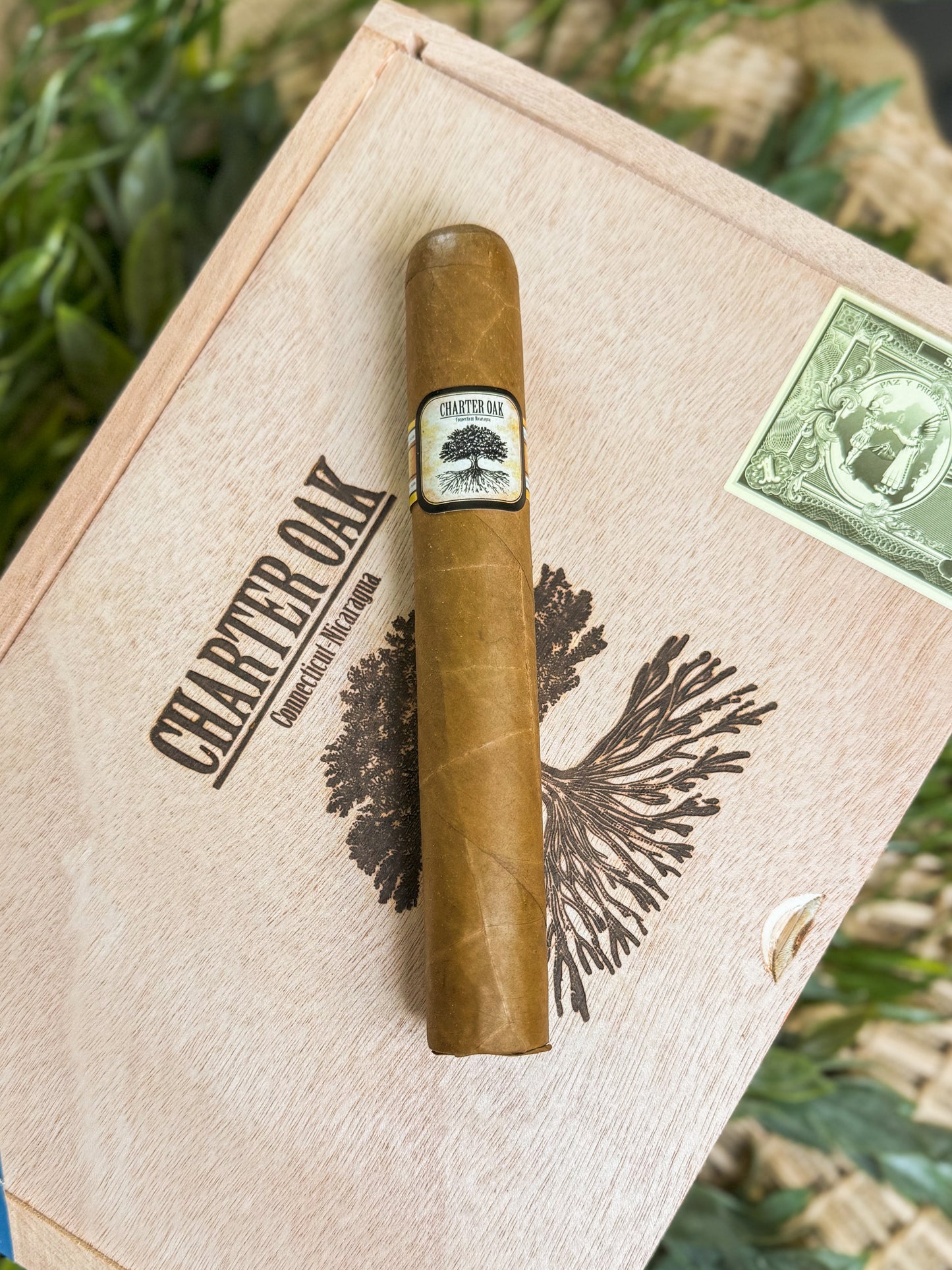 Charter Oak Shade