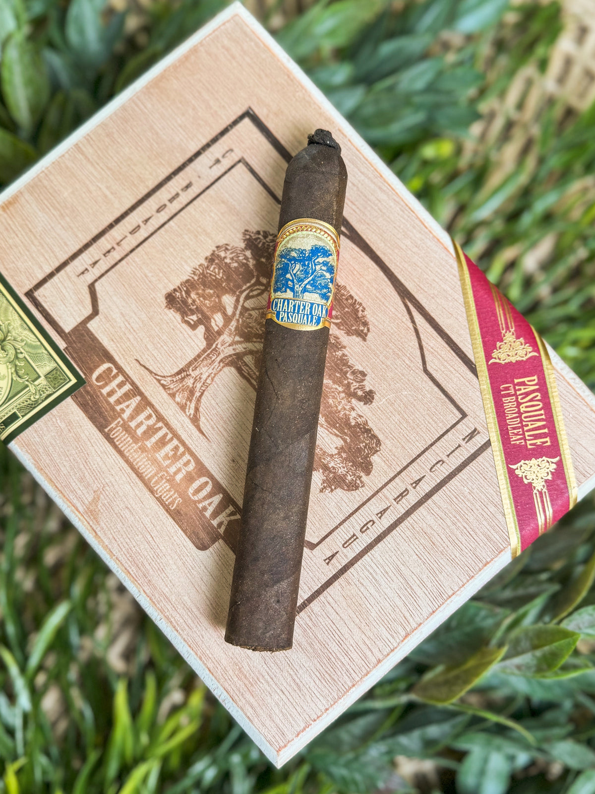 Foundation Cigars Charter Oak Pasquale