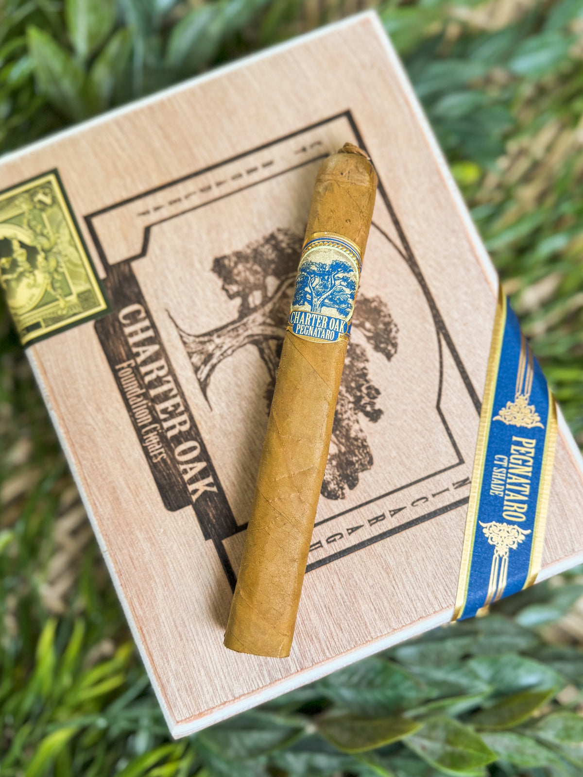Foundation Cigars Charter Oak Pegnataro
